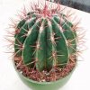 ferocactus_stainesii